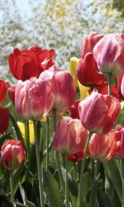 Preview wallpaper tulips, flowers, flowerbed, park, spring, trees