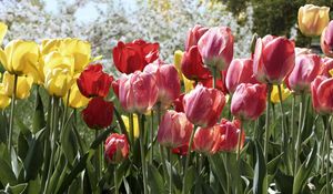 Preview wallpaper tulips, flowers, flowerbed, park, spring, trees