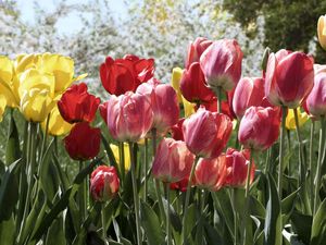 Preview wallpaper tulips, flowers, flowerbed, park, spring, trees