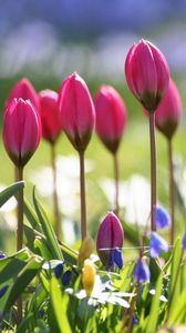 Preview wallpaper tulips, flowers, flowerbed, sharpness, greenery, blurring