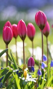 Preview wallpaper tulips, flowers, flowerbed, sharpness, greenery, blurring