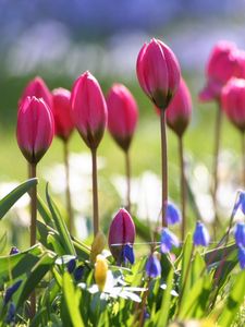 Preview wallpaper tulips, flowers, flowerbed, sharpness, greenery, blurring