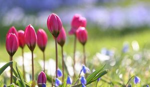 Preview wallpaper tulips, flowers, flowerbed, sharpness, greenery, blurring