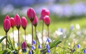 Preview wallpaper tulips, flowers, flowerbed, sharpness, greenery, blurring