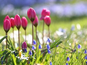 Preview wallpaper tulips, flowers, flowerbed, sharpness, greenery, blurring