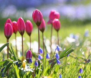 Preview wallpaper tulips, flowers, flowerbed, sharpness, greenery, blurring
