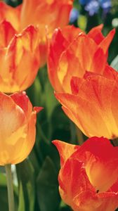 Preview wallpaper tulips, flowers, flowerbed, spring, close-up