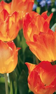 Preview wallpaper tulips, flowers, flowerbed, spring, close-up