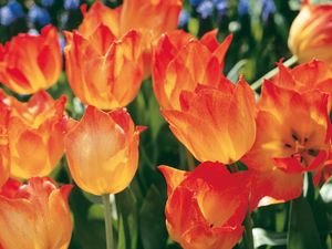 Preview wallpaper tulips, flowers, flowerbed, spring, close-up