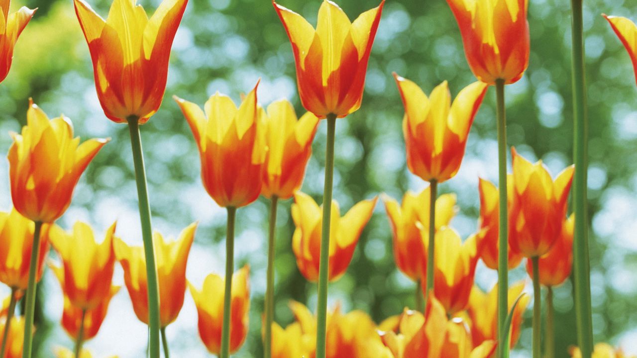 Wallpaper tulips, flowers, flowerbed, sunny, spring, highlights
