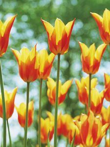Preview wallpaper tulips, flowers, flowerbed, sunny, spring, highlights