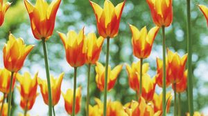 Preview wallpaper tulips, flowers, flowerbed, sunny, spring, highlights