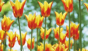 Preview wallpaper tulips, flowers, flowerbed, sunny, spring, highlights