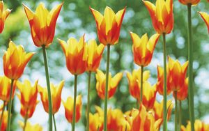 Preview wallpaper tulips, flowers, flowerbed, sunny, spring, highlights