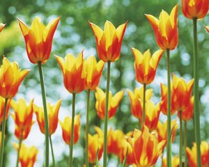 Preview wallpaper tulips, flowers, flowerbed, sunny, spring, highlights