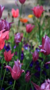 Preview wallpaper tulips, flowers, flowerbed, spring, greens