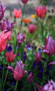 Preview wallpaper tulips, flowers, flowerbed, spring, greens