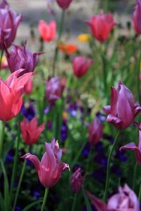 Preview wallpaper tulips, flowers, flowerbed, spring, greens