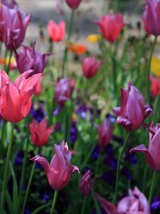 Preview wallpaper tulips, flowers, flowerbed, spring, greens