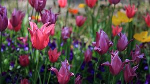 Preview wallpaper tulips, flowers, flowerbed, spring, greens