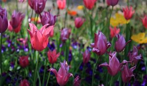 Preview wallpaper tulips, flowers, flowerbed, spring, greens