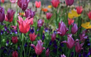 Preview wallpaper tulips, flowers, flowerbed, spring, greens