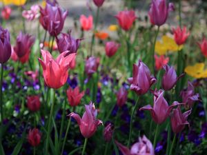 Preview wallpaper tulips, flowers, flowerbed, spring, greens