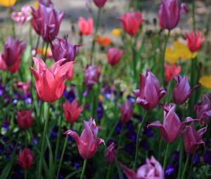 Preview wallpaper tulips, flowers, flowerbed, spring, greens