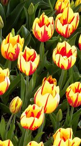 Preview wallpaper tulips, flowers, flowerbed, colorful, bright