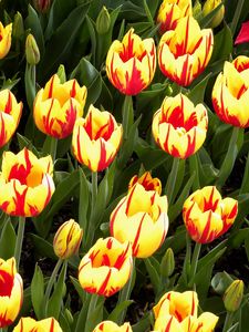 Preview wallpaper tulips, flowers, flowerbed, colorful, bright