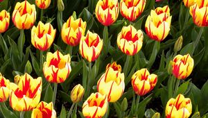 Preview wallpaper tulips, flowers, flowerbed, colorful, bright