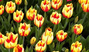 Preview wallpaper tulips, flowers, flowerbed, colorful, bright