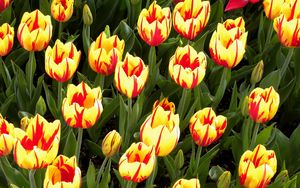 Preview wallpaper tulips, flowers, flowerbed, colorful, bright