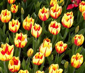 Preview wallpaper tulips, flowers, flowerbed, colorful, bright