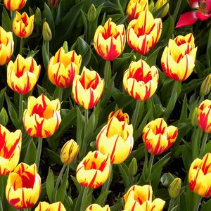 Preview wallpaper tulips, flowers, flowerbed, colorful, bright