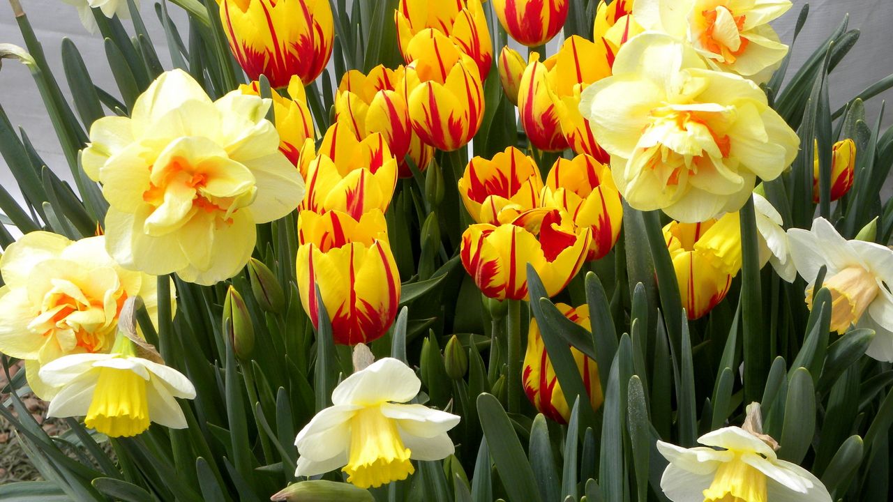 Wallpaper tulips, flowers, flowerbed, daffodils, spring