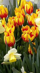 Preview wallpaper tulips, flowers, flowerbed, daffodils, spring