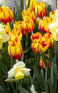 Preview wallpaper tulips, flowers, flowerbed, daffodils, spring