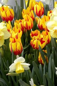 Preview wallpaper tulips, flowers, flowerbed, daffodils, spring