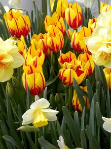 Preview wallpaper tulips, flowers, flowerbed, daffodils, spring