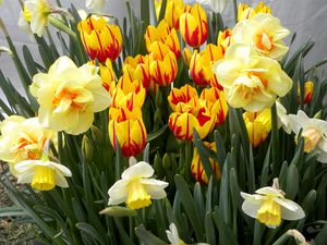 Preview wallpaper tulips, flowers, flowerbed, daffodils, spring