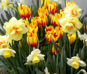 Preview wallpaper tulips, flowers, flowerbed, daffodils, spring