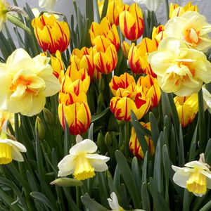 Preview wallpaper tulips, flowers, flowerbed, daffodils, spring