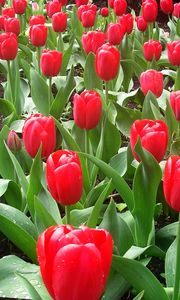 Preview wallpaper tulips, flowers, flowerbed, drops, fresh, spring