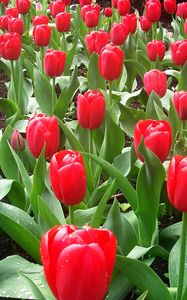 Preview wallpaper tulips, flowers, flowerbed, drops, fresh, spring