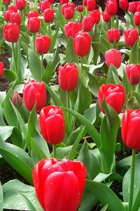 Preview wallpaper tulips, flowers, flowerbed, drops, fresh, spring