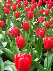 Preview wallpaper tulips, flowers, flowerbed, drops, fresh, spring