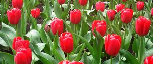 Preview wallpaper tulips, flowers, flowerbed, drops, fresh, spring