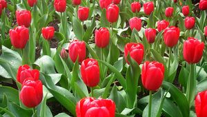 Preview wallpaper tulips, flowers, flowerbed, drops, fresh, spring