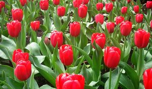 Preview wallpaper tulips, flowers, flowerbed, drops, fresh, spring